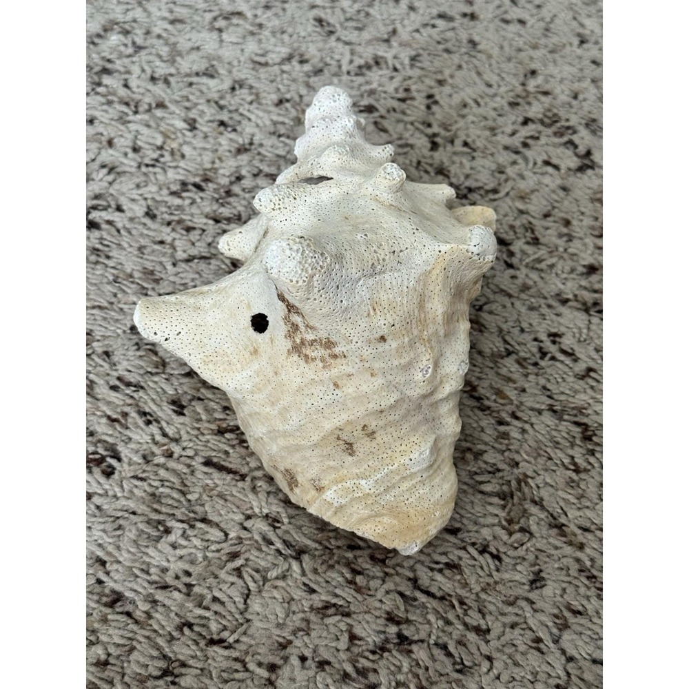 VTG Conch‎ Shell Seashell Beach House Decor Large 8" X 4" Nautical